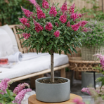 Budleja Dávidova (Buddleja Davidii) ´BUTTERFLY CANDY® LITTLE RUBY´ - výška 40-50 cm, kont. C3L - NA KMIENKU